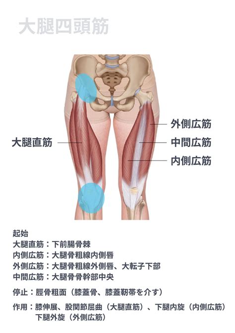 大腿四頭筋の解剖学ゼロからわかる解剖学 N Pilates Education解剖学からわかる効果の出るピラティスセミナー