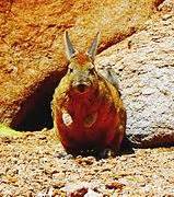 Viscacha - Wikipedia