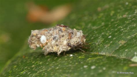 EcuadorLife — Debris-carrying larva, Chrysopidae by Andreas...