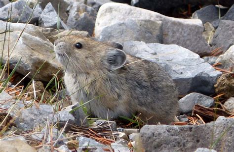 Collared Pika Nature Canada