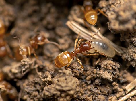 See the uncommon beauty of the common ant | National Geographic