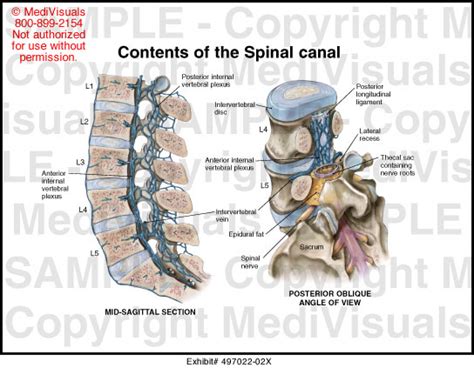 Contents of the Spinal Canal Medical Illustration Medivisuals