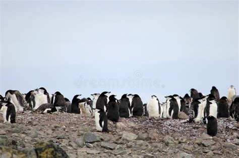 Wild Chinstrap Penguins, Antarctica Stock Image - Image of marine, antarctic: 99863709