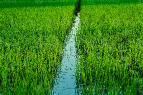 Rijst In De Groen Veld Is Groeit In De Boer Tuin Klaar Naar Worden