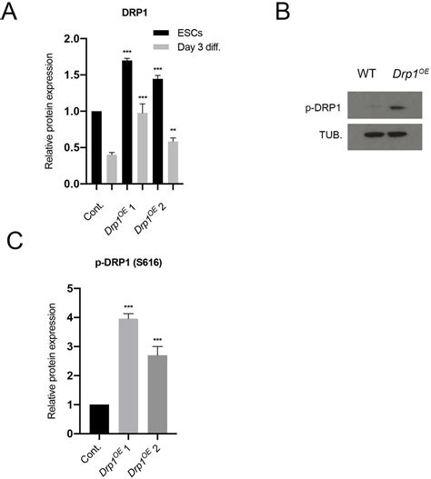 Sgrna Guides Flanking Drp1 Exon2 Addgene Inc Bioz