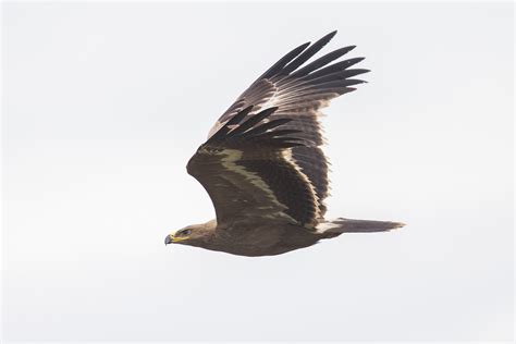 steppe eagle birds  singapore
