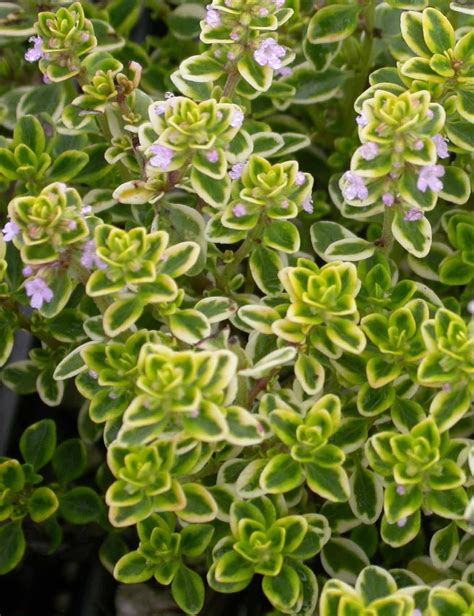 Thymus X Citriodoruslemon Thyme Light Lavender Flowers From June To