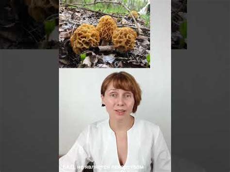 Грибы сморчки для зрения #shorts - YouTube