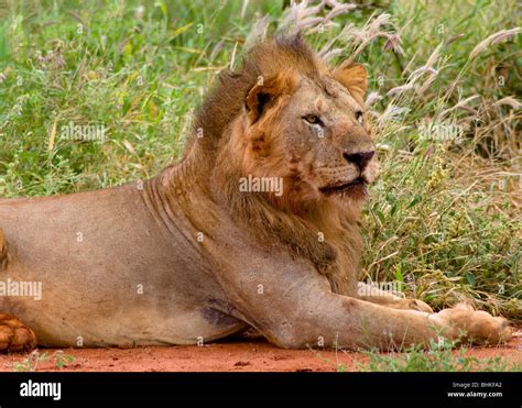 Tsavo lions hi-res stock photography and images - Alamy