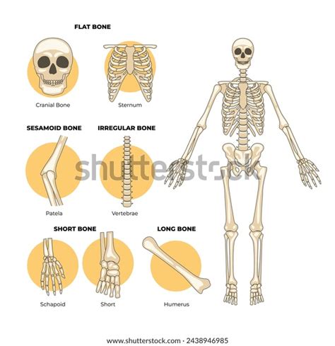 Types Human Bones Types Bones Labeled Stock Vector (Royalty Free ...