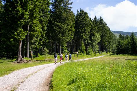 Free Images Tree Nature Forest Path Grass Lawn Meadow Green