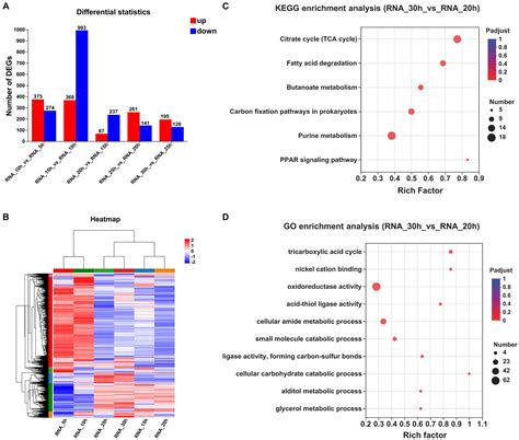 Frontiers Time Resolved Transcriptomic And Proteomic Profiling Of