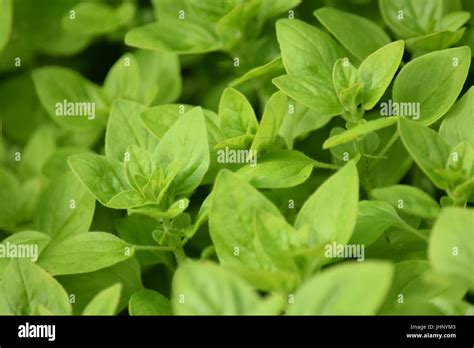 Golden Oregano Plant Hi Res Stock Photography And Images Alamy