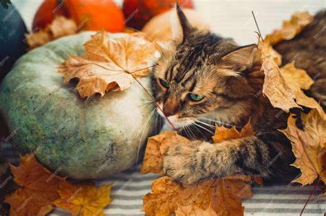 Premium Photo Cute Maine Coon Cat Playing With Autumn Leaves Lying On