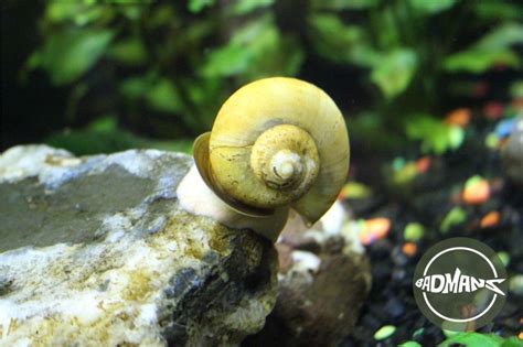 Mystery Snail Shell Deterioration: Tips To Save Your Snail’s Shell ...