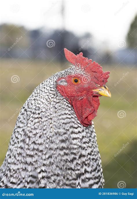 Portrait of a Dominique Chicken Rooster Stock Photo - Image of green ...