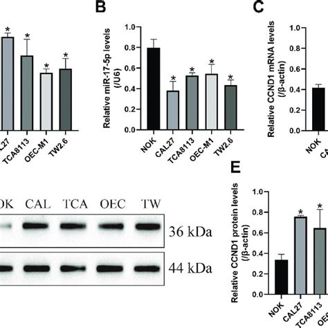 The Expression Status Of Lncrna Snhg Mir P And Ccnd In Oscc