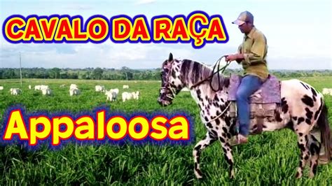 Cavalo Da Ra A Appaloosa Depois De Anos Eu Acertei Na Gen Tica Dele