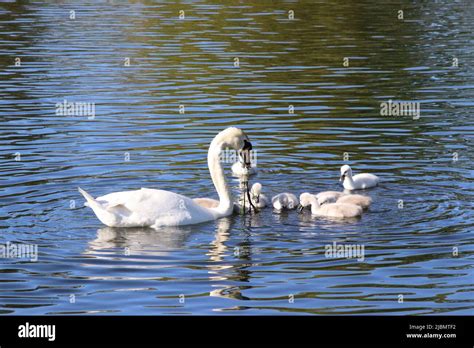 Swan and cygnets Stock Photo - Alamy