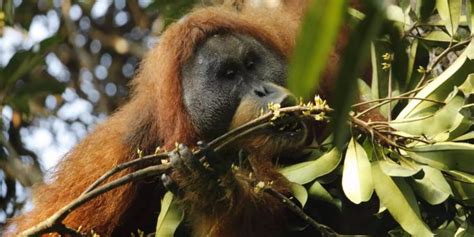 Neue Orang Utan Art Entdeckt