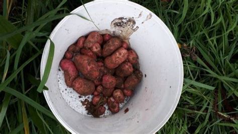 Blight Resistant Potatoes Is That A Marketing Ploy 🥔 Potato House