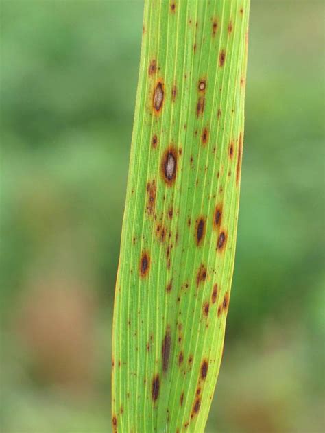 Brown Spot Irri Rice Knowledge Bank