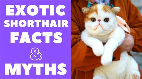 Exotic Shorthair Cats 101 Fun Facts Myths YouTube