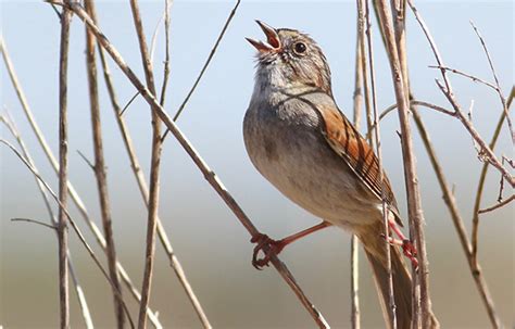 American Swamp Sparrows Have Sung The Same Songs For More Than 1 000