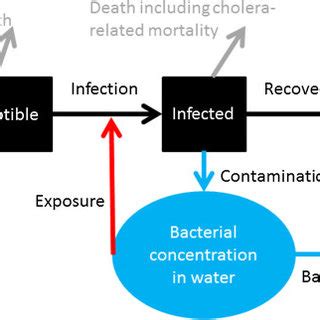 Pdf Cholera Transmission Dynamic Models For Public Health Practitioners