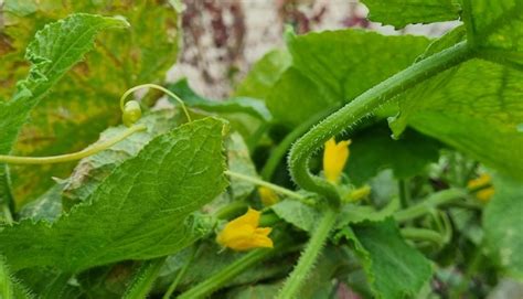 Premium Photo Flowering Cucumber Bush Growing Cucumbers