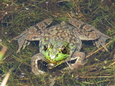 Phenological Phacts And Photos W Carl Martland July 2023