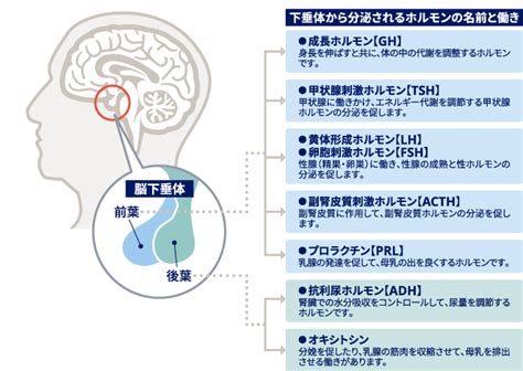 ホルモンとは