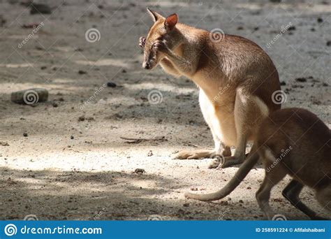 Agile Wallaby stock photo. Image of animal, nature, rodent - 258591224