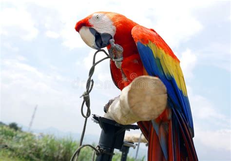 Scarlet macaw parrots stock image. Image of macaws, wildlife - 301440847