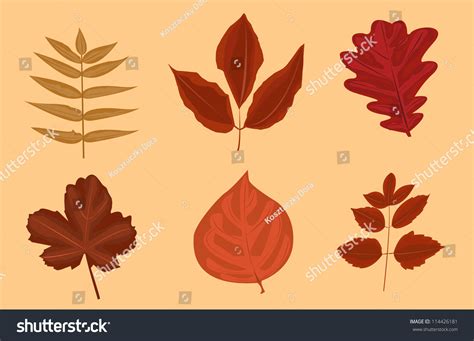 Six Different Autumn Leaves Stock Vector Royalty Free 114426181