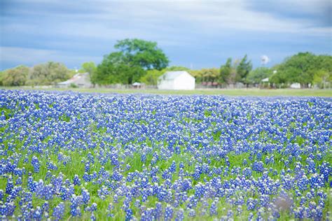 70+ Bluebonnet Wildflower Barn Photography Stock Photos, Pictures ...