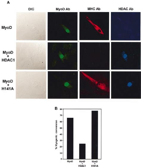 HDAC1 Inhibits Myogenic Conversion Of Broblasts To Muscle Cells A