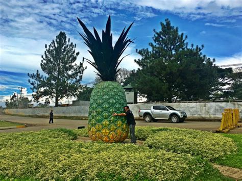 The Big Pineapple Manolo Fortich Bukidnon