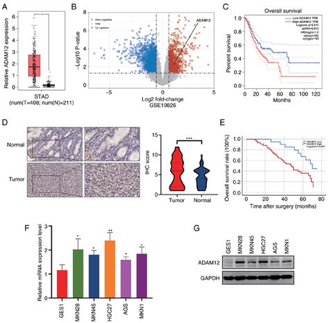 Expression Level And Prognostic Value Of Adam12 In Gc Tissues And Cell Download Scientific