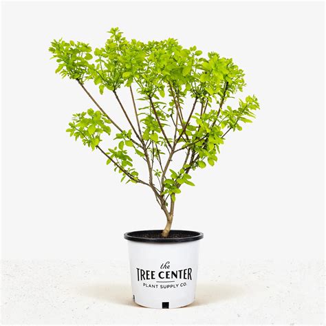smoke tree golden spirit 7