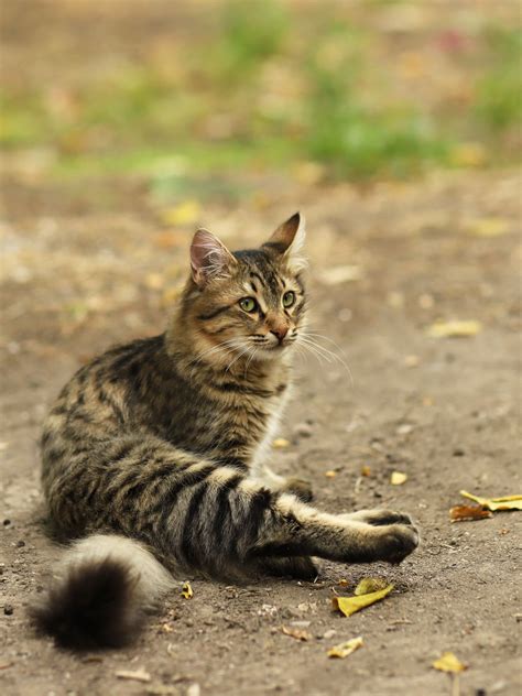 16 Pics Stray Cat Photos Brown Long Hair Cat With Small Eyes