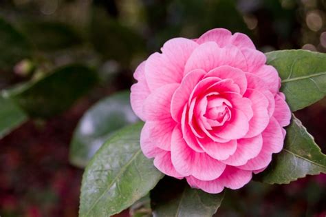 Premium Photo A Pink Camellia Flower With Green Leaves