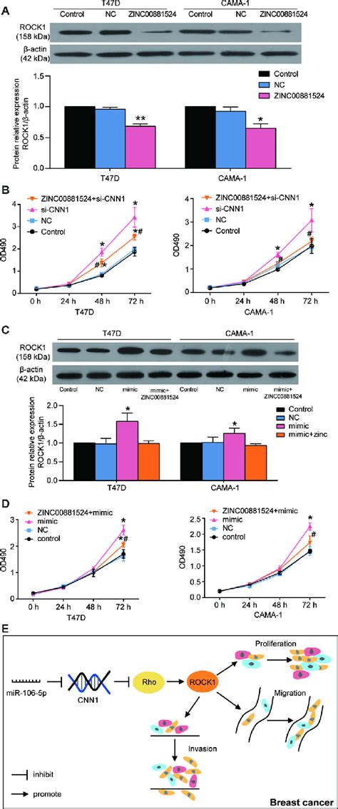 Mir 106b 5p Promoted The Cell Proliferation In T47d And Cama 1 Cells By Download Scientific