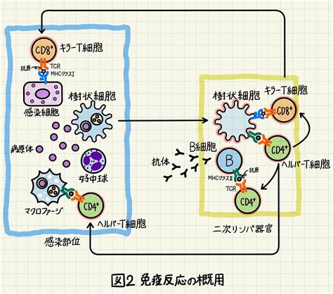 自然免疫と獲得免疫の仕組み・相互作用ついて詳しく解説！ じっくり医学講座