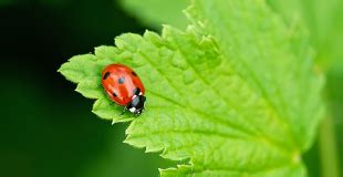 Coccinelle Insecte Indispensable Et Populaire Comment Vit Elle