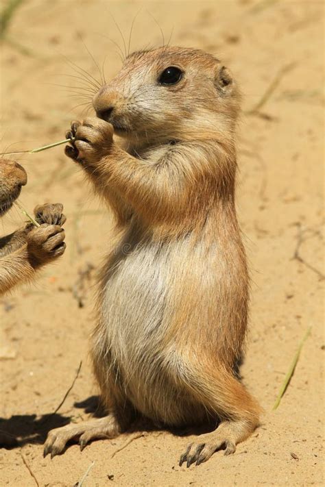 Baby prairie dog eating stock photo. Image of wild, nature - 19768576