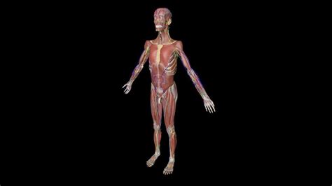 3dmodel Complete Human Anatomy Male Female 5000 Parts Anatomium P1 At