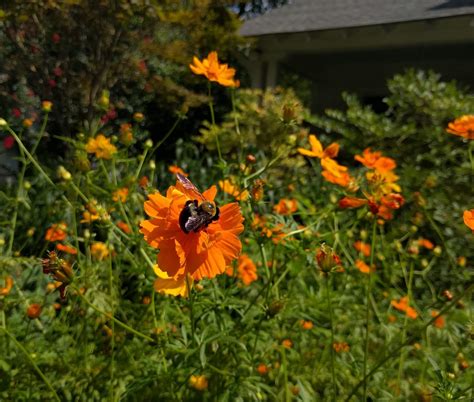 3 Reasons Why Beginner Botany Is Underrated