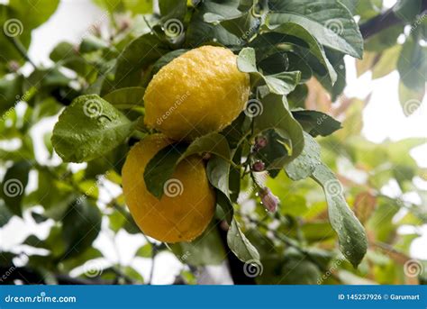 Lemon Tree with Fruit and Orange Blossom after the Rain Stock Photo ...