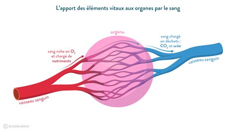 Les Besoins Vitaux De Nos Organes R Sum Et R Vision Svt